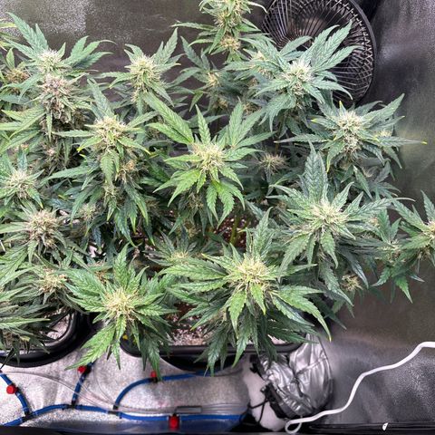 Appel Fritter Auto growlog timeline photo