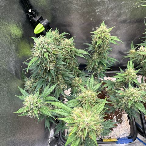 Appel Fritter Auto growlog timeline photo