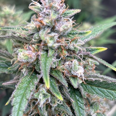 Appel Fritter Auto growlog timeline photo