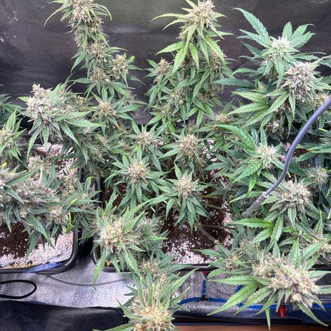 Appel Fritter Auto growlog timeline photo