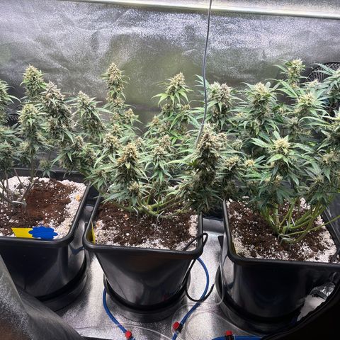 Appel Fritter Auto growlog timeline photo