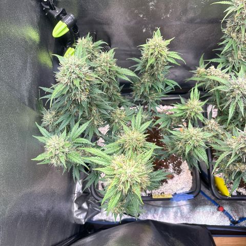Appel Fritter Auto growlog timeline photo