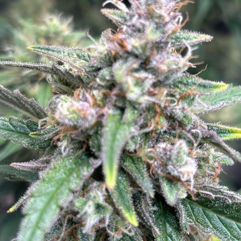 Appel Fritter Auto growlog timeline photo