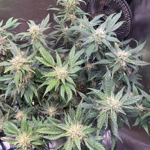 Appel Fritter Auto growlog timeline photo