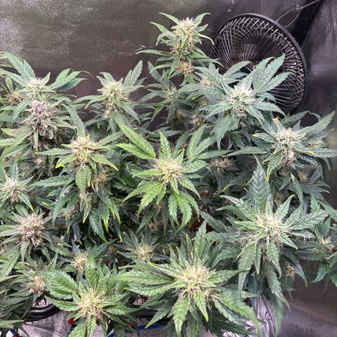 Appel Fritter Auto growlog timeline photo