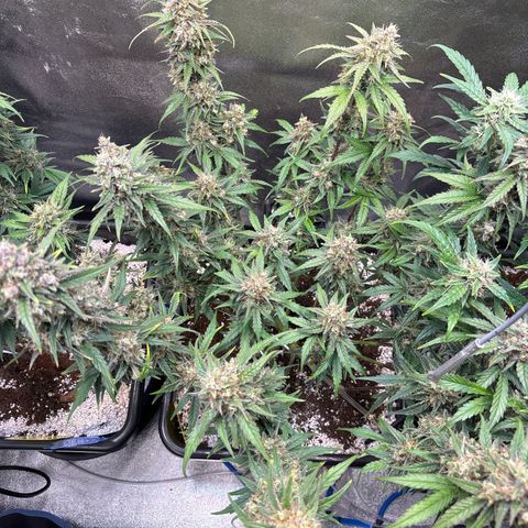 Appel Fritter Auto growlog timeline photo