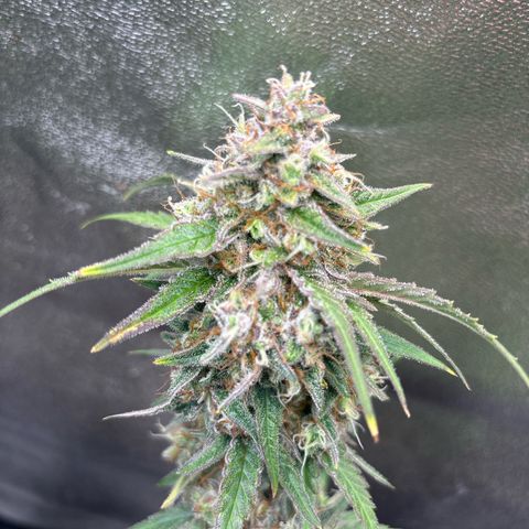 Appel Fritter Auto growlog timeline photo