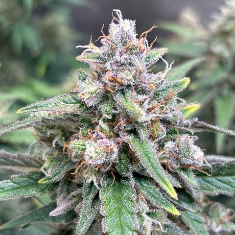 Appel Fritter Auto growlog timeline photo