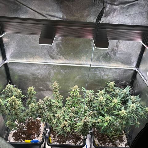 Appel Fritter Auto growlog timeline photo
