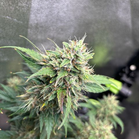 Appel Fritter Auto growlog timeline photo