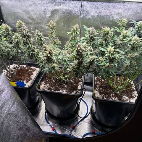 Appel Fritter Auto growlog timeline photo