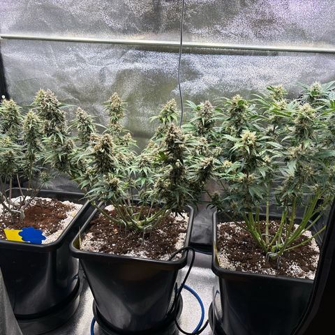 Appel Fritter Auto growlog timeline photo