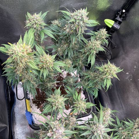 Appel Fritter Auto growlog timeline photo