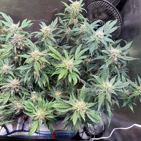 Appel Fritter Auto growlog timeline photo