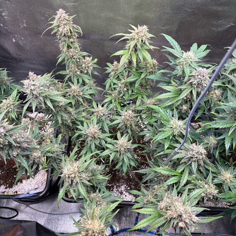 Appel Fritter Auto growlog timeline photo