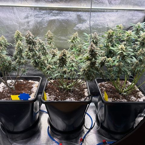 Appel Fritter Auto growlog timeline photo