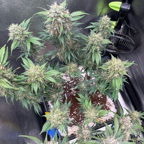 Appel Fritter Auto growlog timeline photo