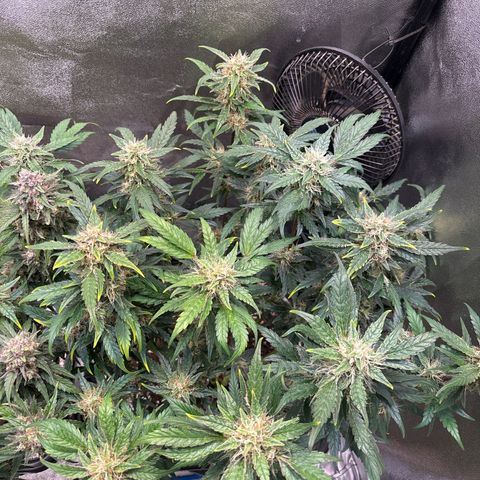 Appel Fritter Auto growlog timeline photo