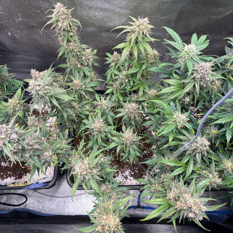 Appel Fritter Auto growlog timeline photo