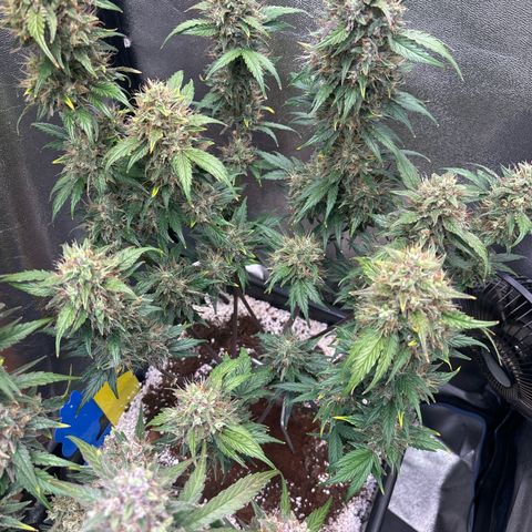Appel Fritter Auto growlog timeline photo