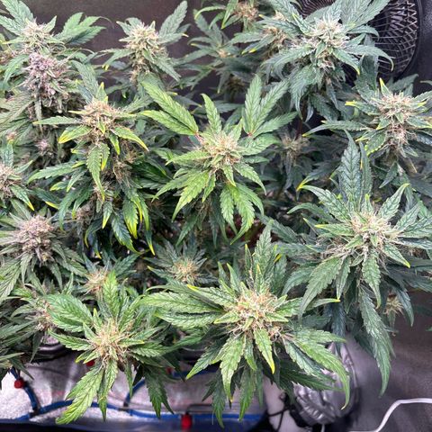 Appel Fritter Auto growlog timeline photo