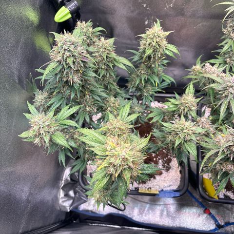 Appel Fritter Auto growlog timeline photo