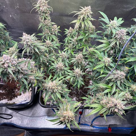 Appel Fritter Auto growlog timeline photo