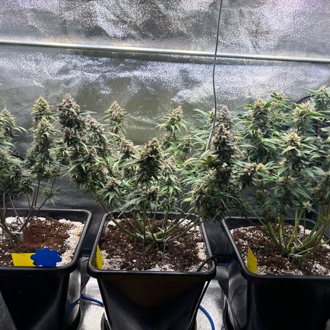 Appel Fritter Auto growlog timeline photo