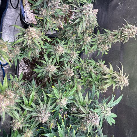 Appel Fritter Auto growlog timeline photo