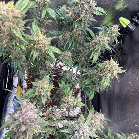 Appel Fritter Auto growlog timeline photo