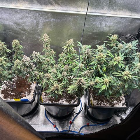 Appel Fritter Auto growlog timeline photo
