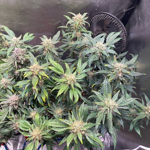 Appel Fritter Auto growlog timeline photo