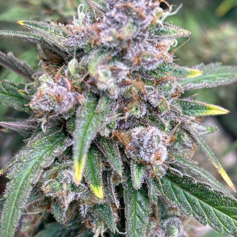 Appel Fritter Auto growlog timeline photo