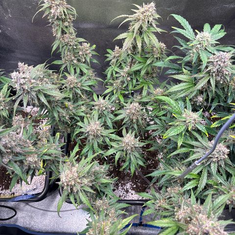 Appel Fritter Auto growlog timeline photo
