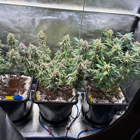 Appel Fritter Auto growlog timeline photo