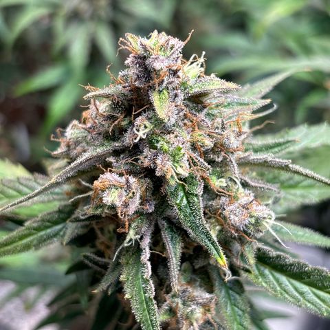 Appel Fritter Auto growlog timeline photo
