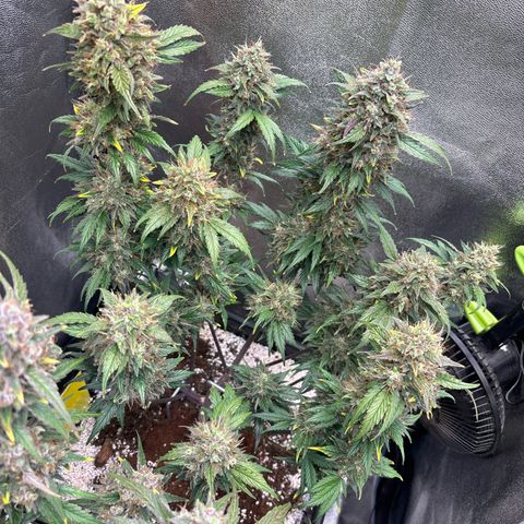 Appel Fritter Auto growlog timeline photo