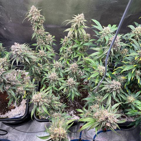 Appel Fritter Auto growlog timeline photo