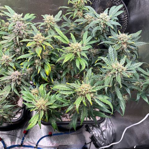 Appel Fritter Auto growlog timeline photo