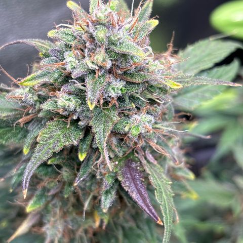 Appel Fritter Auto growlog timeline photo
