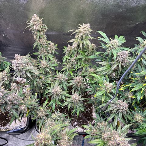 Appel Fritter Auto growlog timeline photo