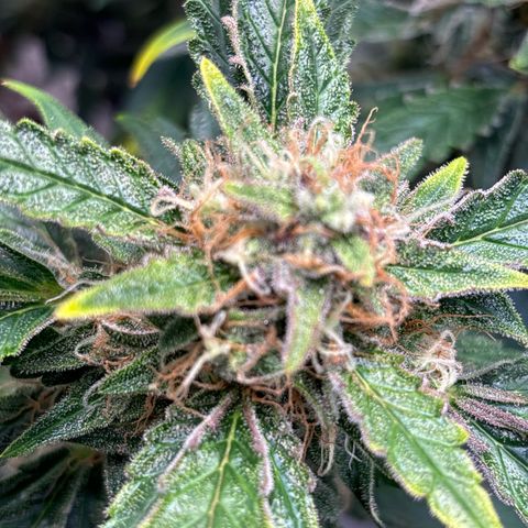 Appel Fritter Auto growlog timeline photo