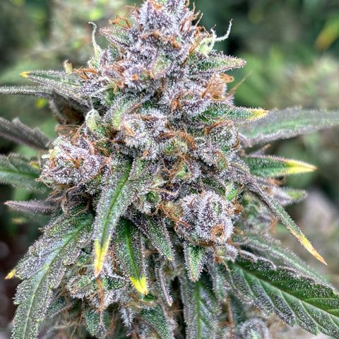 Appel Fritter Auto growlog timeline photo