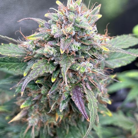 Appel Fritter Auto growlog timeline photo
