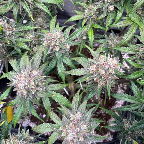 Appel Fritter Auto growlog timeline photo