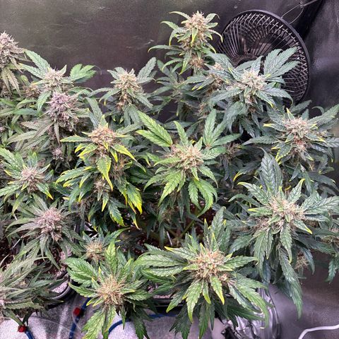 Appel Fritter Auto growlog timeline photo