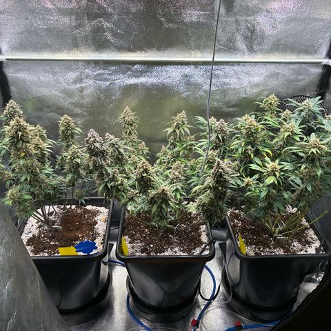 Appel Fritter Auto growlog timeline photo