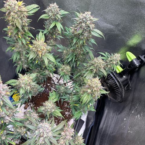 Appel Fritter Auto growlog timeline photo