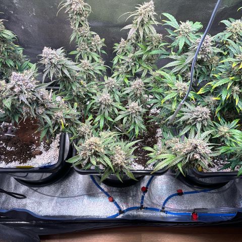 Appel Fritter Auto growlog timeline photo