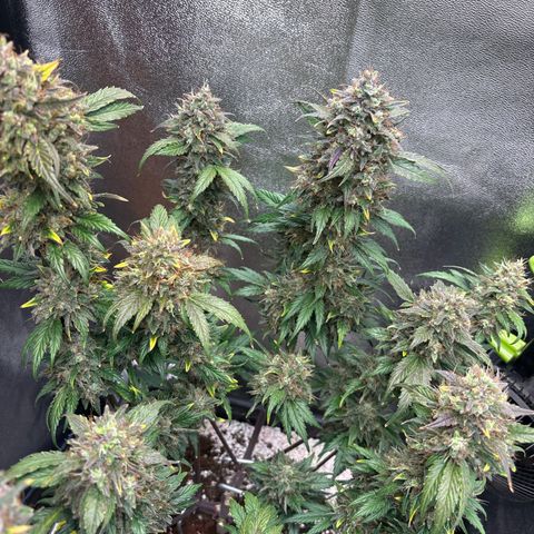 Appel Fritter Auto growlog timeline photo